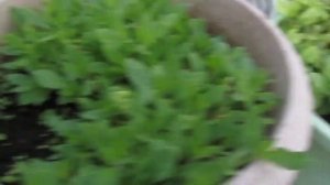 ВЛОГ/ВОТ И НАСТУПИЛА ЗИМА !  НЕ УСПЕЛА ДОДЕЛАТЬ ДЕЛА В САДУ .