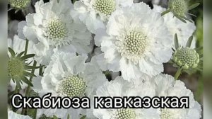 Многолетники, которые зацветают в первый год после посадки.