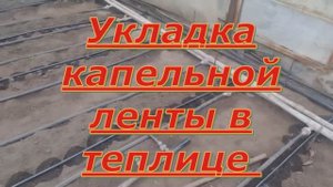 Укладка капельной ленты в теплице.