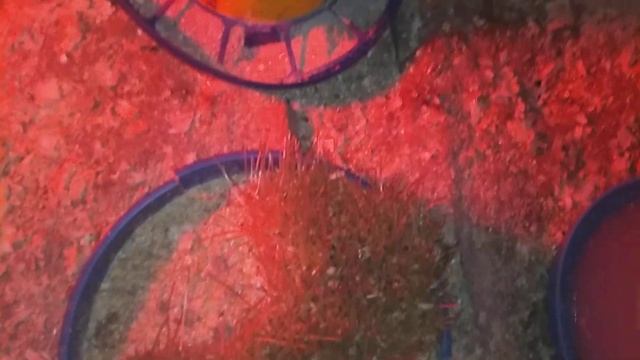 Индюшатам 1,5 месяца// Кормление//Условия содержания. смотреть онлайн