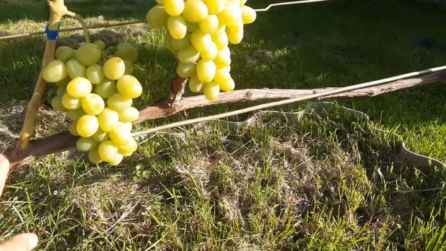 Виноград.Аркадія.20.08.2022р. Результат обрізки. смотреть онлайн
