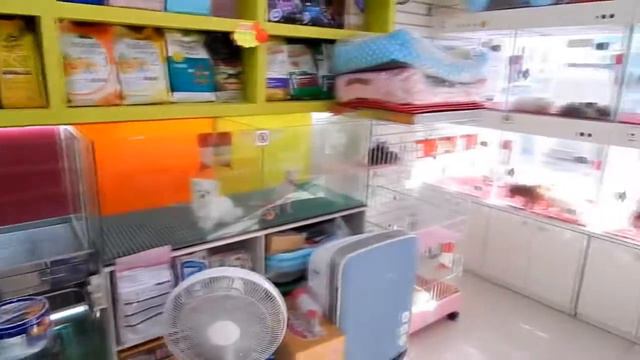 "Собачий" магазин в Южной Корее. смотреть онлайн