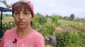 11 августа 2022.Картофель Алладин и Славянка.Какой урожай получился.