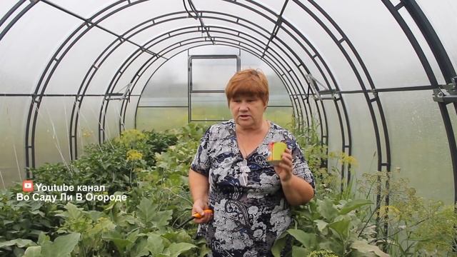 Не Пропустите Эти Признаки! Это Паутинный Клещ! Средства Борьбы.