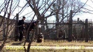 Дрессировка собак. Следовая работа. Часть 2. "Школа Гайдука"