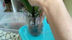 Закрытая система посадки орхидей.