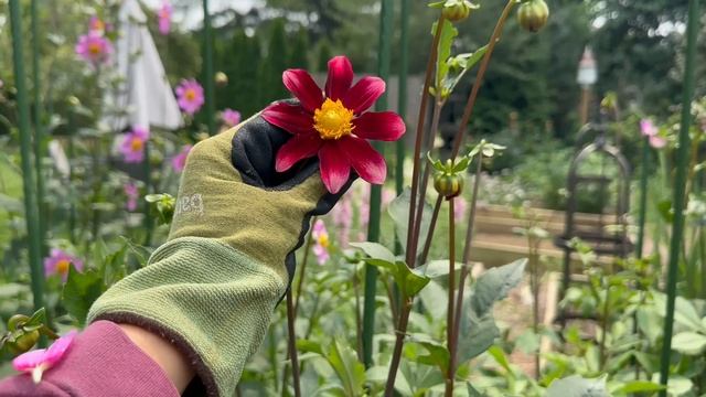 Mid-July Garden Tour 2023 // Northlawn Flower Farm смотреть онлайн