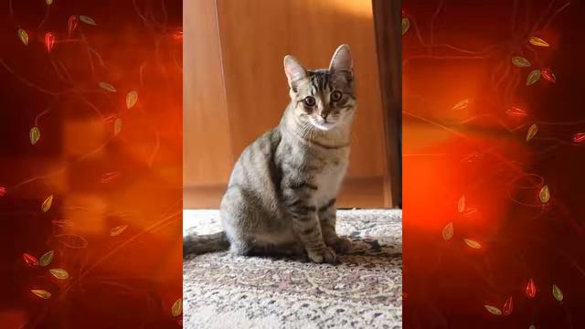 Барсику идет седьмой месяц (фото) смотреть онлайн