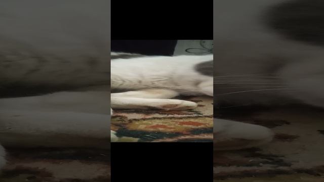 Домашние животные. Мой котик ну просто милота
