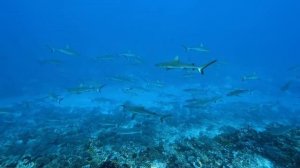 TOP 50 • The Most Beautiful Animals 8K ULTRA HD