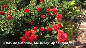 Эффектная клумба с красными розами и лавандой.? Это не сложно! И новичок справится!?