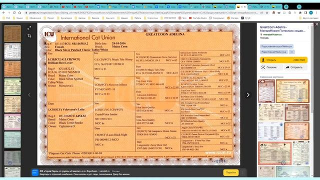 Признание родословных кошек. смотреть онлайн