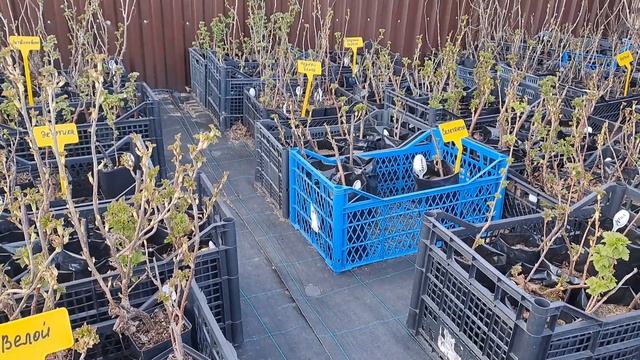 Саженцы в Ягодном Подворье -15 апреля 2023г смотреть онлайн