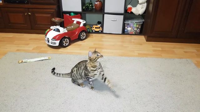 ПРИКОЛ С КОТОМ! ИГРУШКИ ДЛЯ КОТА ЛЕО! Кот Лео зажигает! ПРИКОЛЫ КОТА !Игрушки для кошек. смотреть онлайн