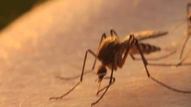 Укус комара смотреть онлайн