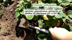 Что нужно, чтобы клубника не вымерзла – 4 пункта по подготовке клубники к зимовке
