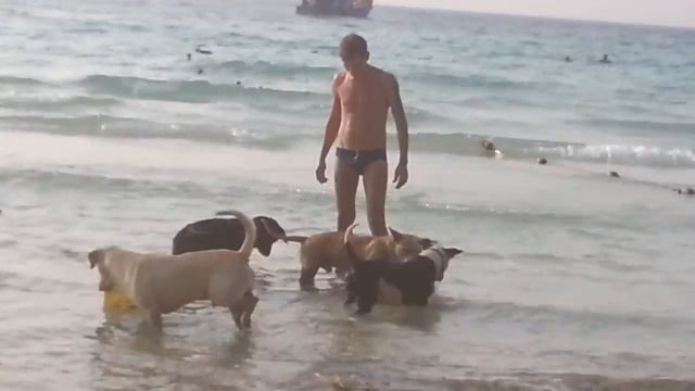Собачий остров.
