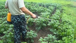Как бороться с колорадским жуком народными средствами