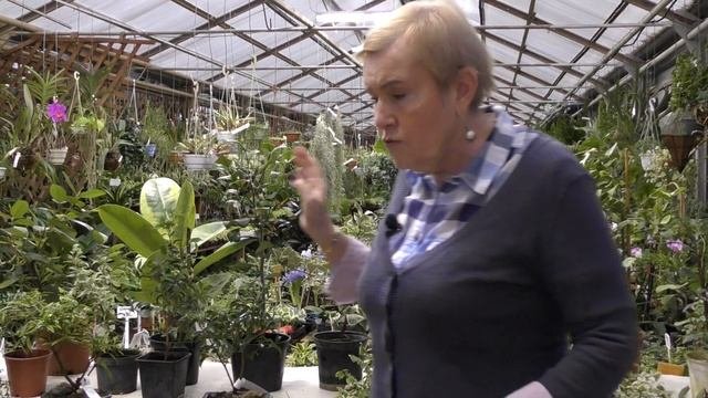 Разновидность фикусов.