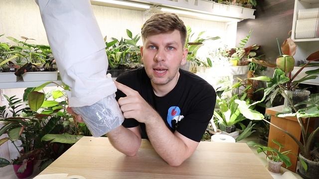 КАК УПАКОВАТЬ РАСТЕНИЕ ДЛЯ ОТПРАВКИ ФИЛОДЕНДРОН #комнатныерастения #plants #домашниецветы смотреть онлайн