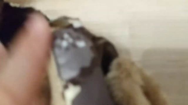 День рождения Реми /4месяца /подарки собаке на день рождения смотреть онлайн