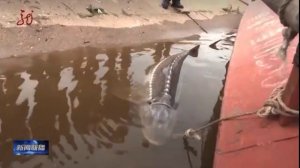 В Китае на реке Сунгари ( приток Амура) выловили осетра длиной в 1,8 метров и весом в 50 кг.