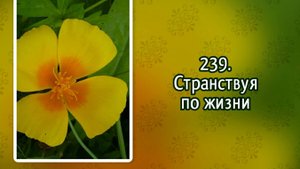 Гимны надежды 239 Странствуя по жизни (-)