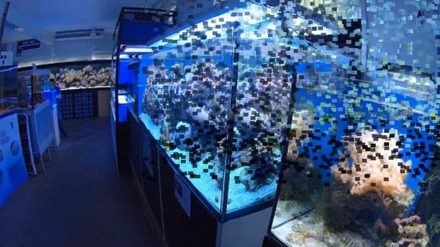 Московский Аквариум.wmv смотреть онлайн