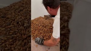 Pest Control Removes 700 Pounds of Acorns Hidden in Wall by Bird