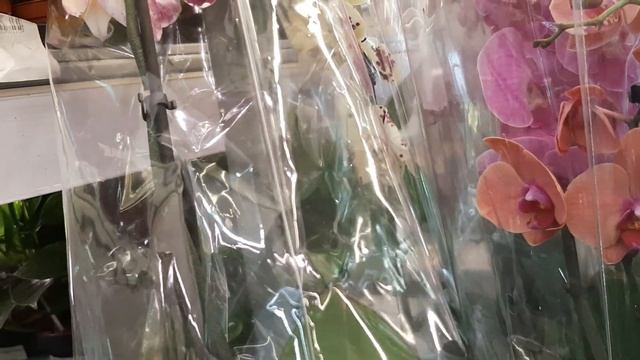 08.07.2023г.  Орхидеи в Леруа Мерлен. смотреть онлайн