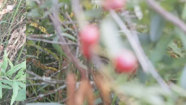 Дикая вишня - радость грибника. смотреть онлайн