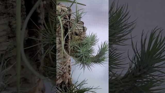 Пенёк с тилландсиями смотреть онлайн