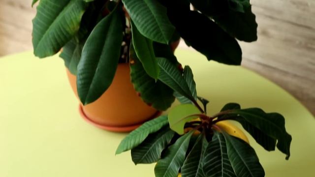 Молочай беложильчатый уход и пересадка в домашних условиях смотреть онлайн