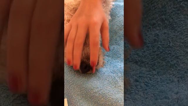 Чистим зубки собачке!