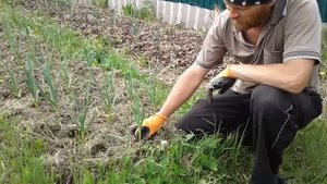 Озимый чеснок. Мульчирование горчицей. Видео № 2. Верхозин Юрий.
