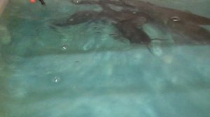 Клариевый сом, подготовка производителей к "нересту"