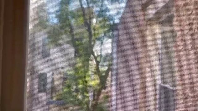 Влог из США: Залезла на крышу?/ Распаковка продуктов/ Как я вывозила картошку? ? смотреть онлайн