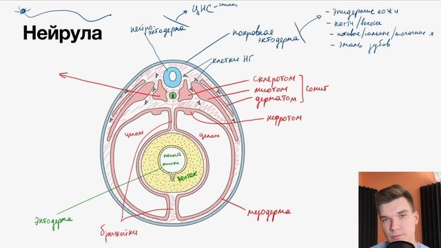 Нейрула: строение и производные зародышевых листков | Биология ЕГЭ