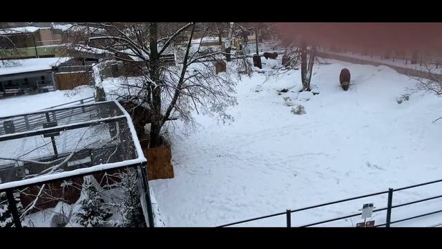 ГулЯем в зоопарке смотреть онлайн