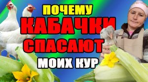 Как КАБАЧКИ СПАСАЮТ моих кур в жару.