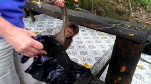 Забавные обезьянки во вьетнамском зоопарке Пренн развлекают туристов.