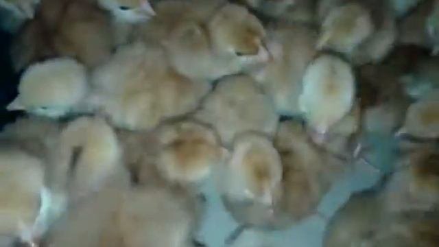 Суточные цыплята Испанская голошейка