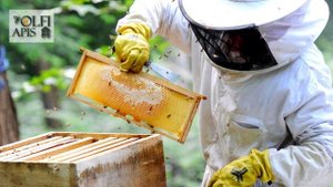 #Кашковский В.Г. #Ганемановская_решетка . Как проще отбирать #мед ???