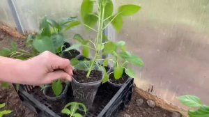 Смешанная посадка в теплице. Ответы на вопросы
