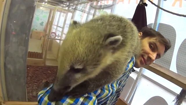 Коати (носуха) смотреть онлайн