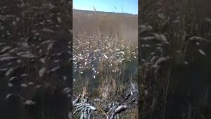 Замор рыбы в Михайловке Лиманский район Астрахань ! SOS