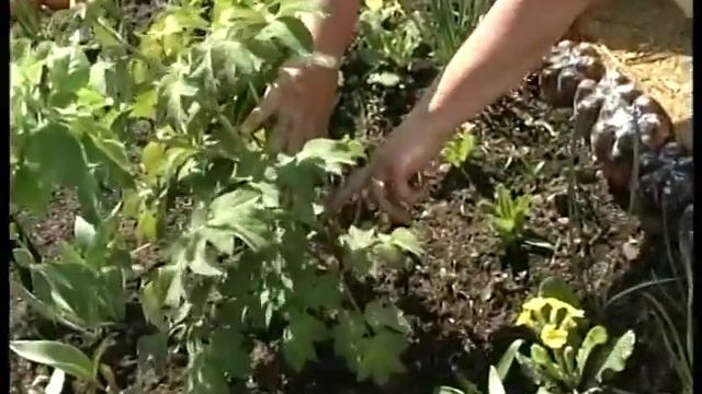 Древовидный пион зимует и цветет в Сибири. смотреть онлайн