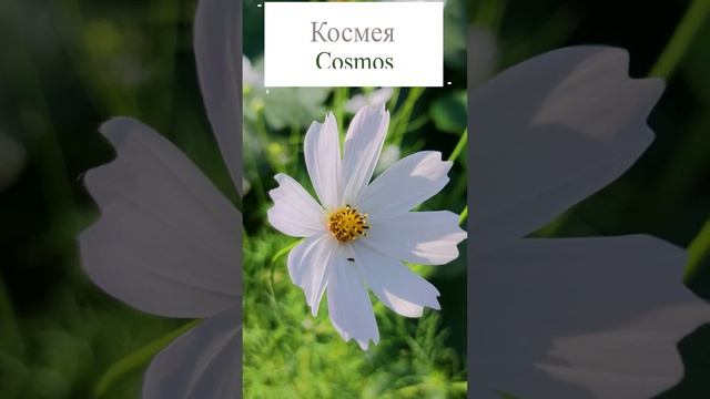 Космея это (Cosmos).?