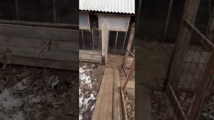 Какую породу кур выбрать для яиц? | Мясояичные породы