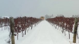 Ледяное вино - как собирают урожай винограда?